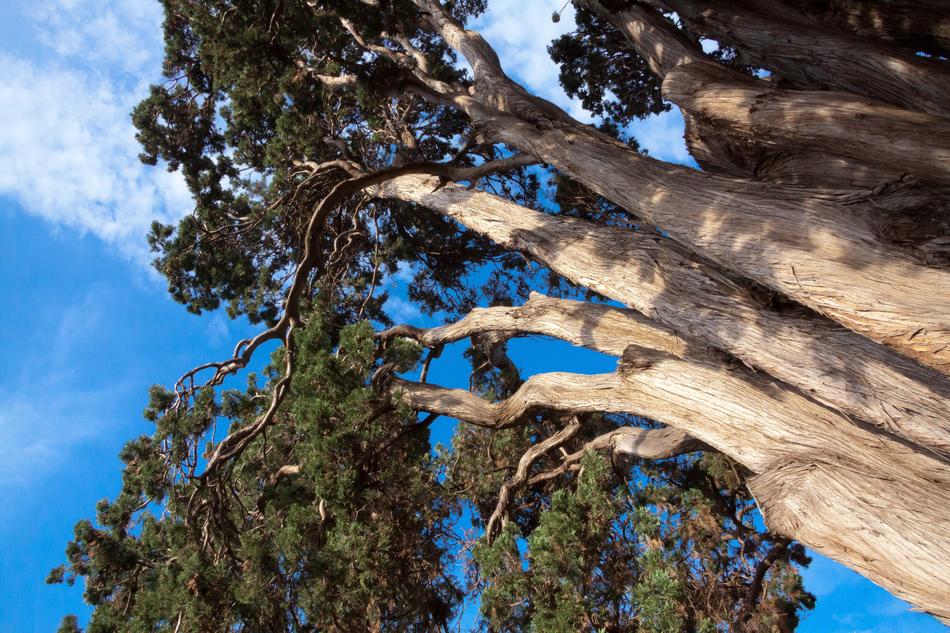 Cupressus Benthami Cypress Tribe
