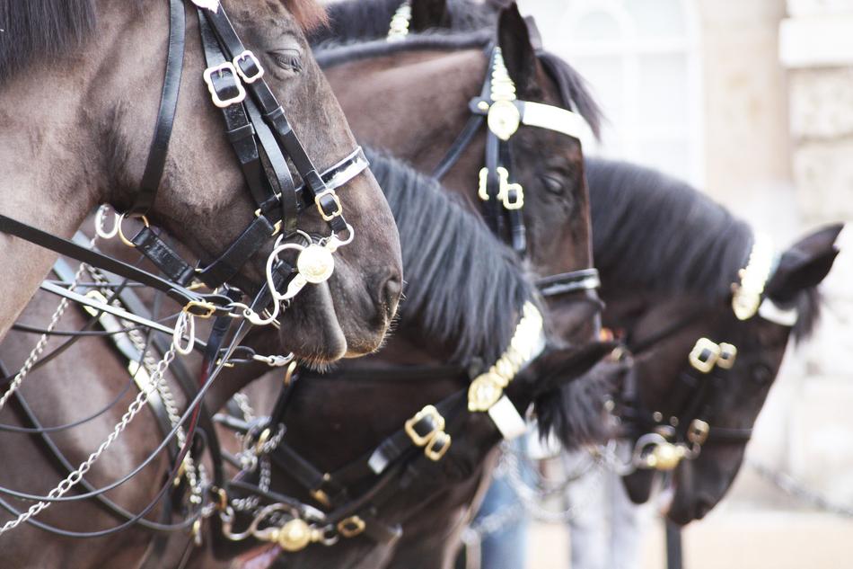 Horses London