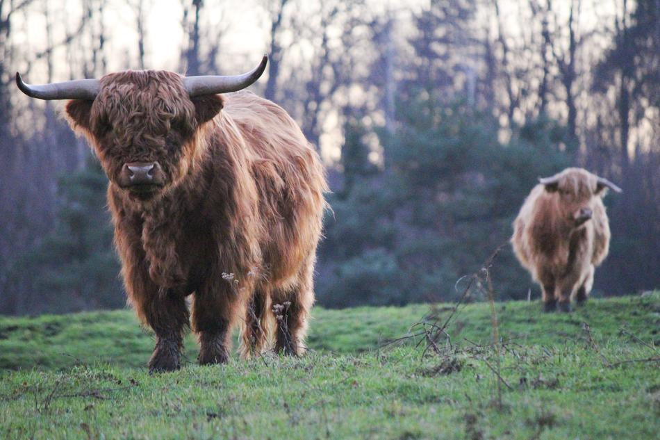 Highland Bulls Cattle on meadow