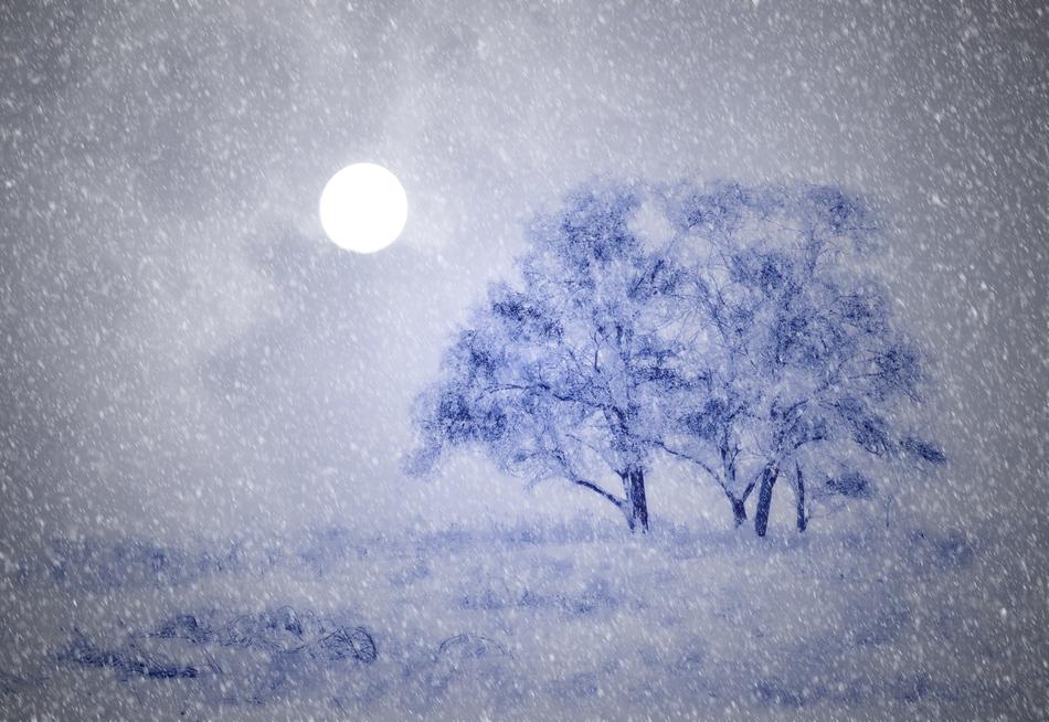Wintry Trees Snow