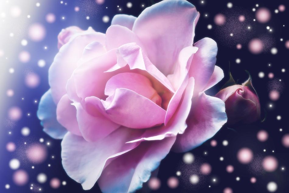 clipart of Rose Blossom Bloom