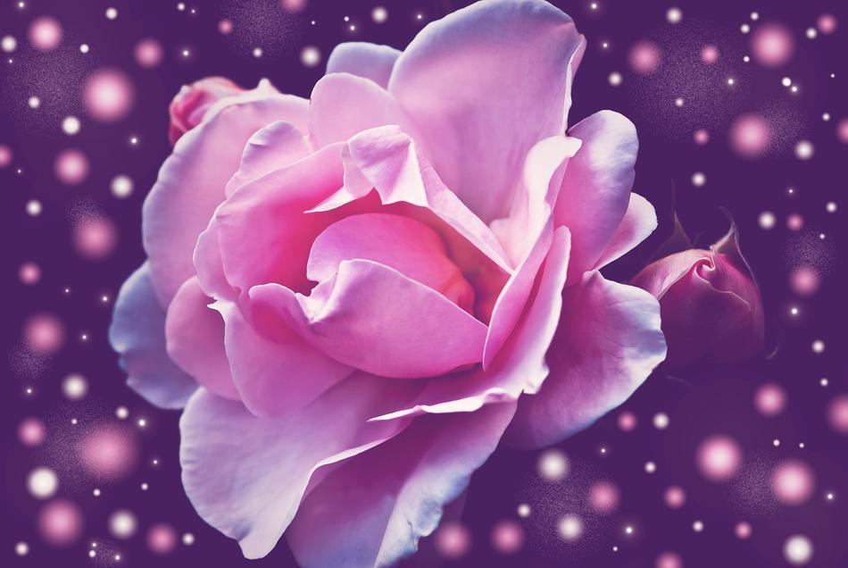 Rose Flower purple background