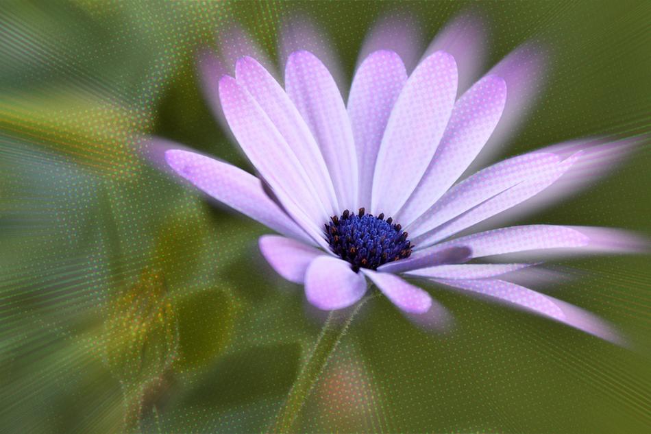 purple flower with effects in photoshop on a blurred background