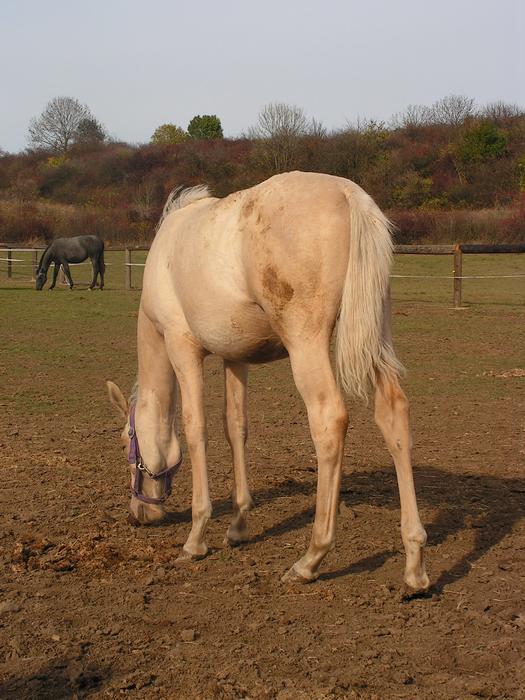 Horse Grazing on farm meadow