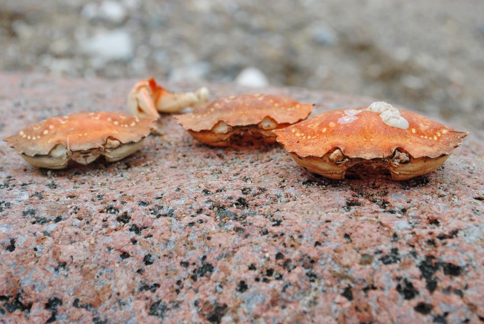 Crab Skald