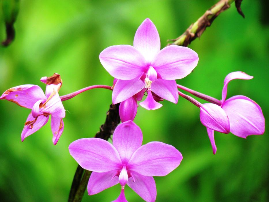 Beautiful, purple and white Guaria flowers on the branch, at blurred, green background