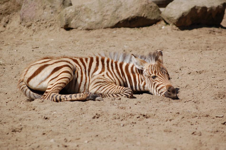 Zebra Sand