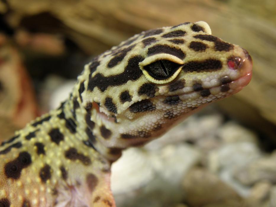 Gecko Eublepharis Gekončík