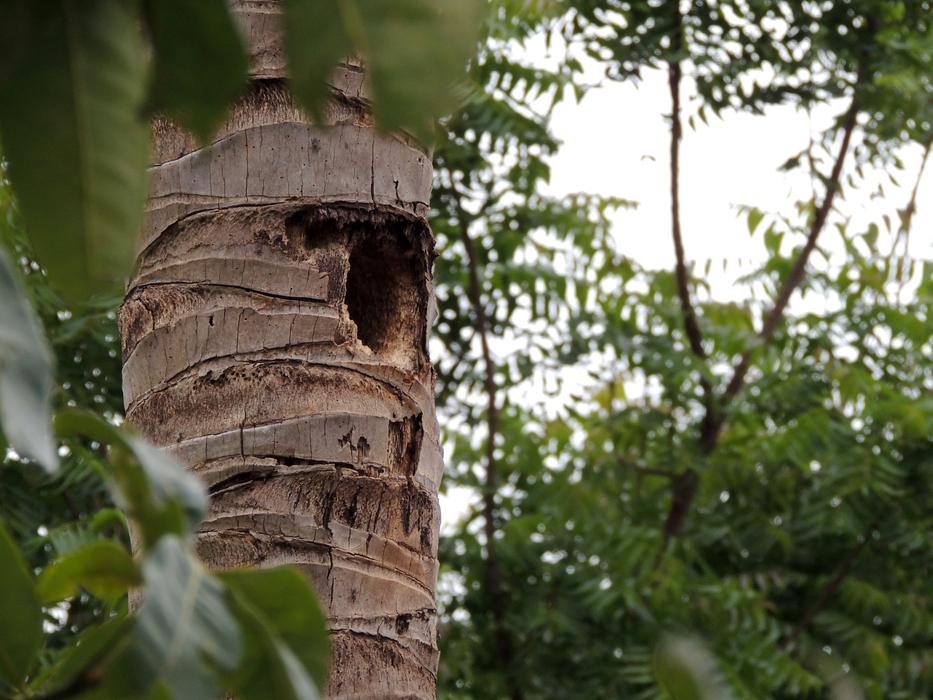 Nest Trunk Coconut