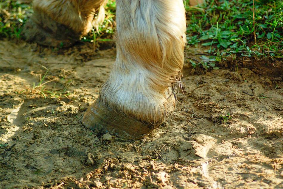 Horse Clogs Paw