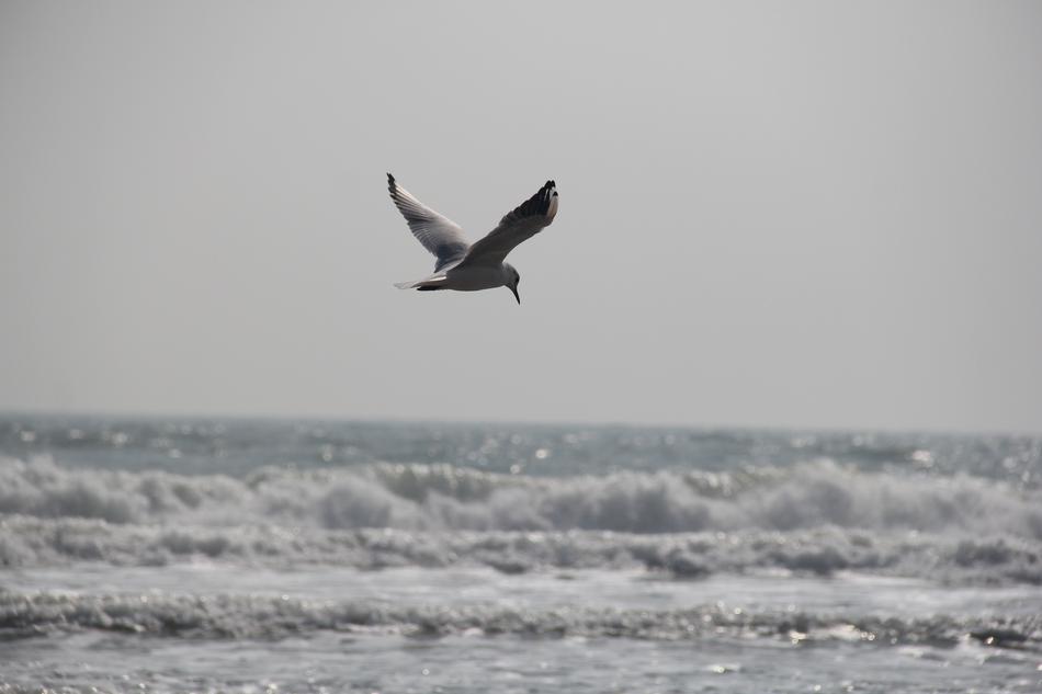 Seagull The Sea