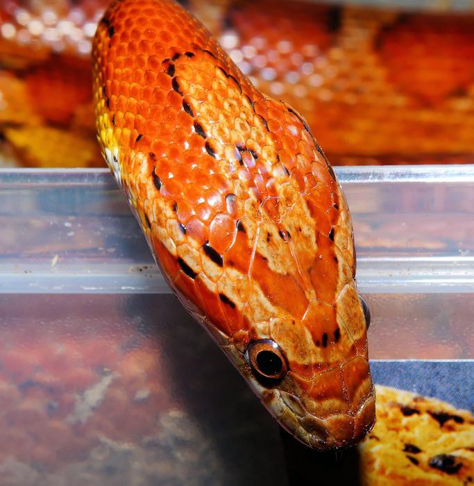 Corn Snake Reptile