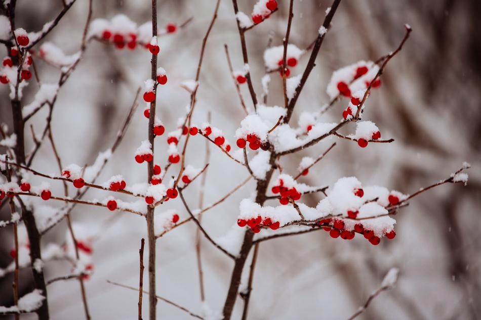Winter Snow Berries