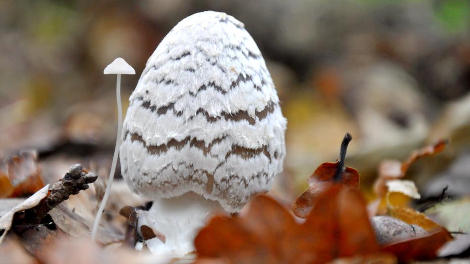 tiny and thick Mushrooms side by side at blur background