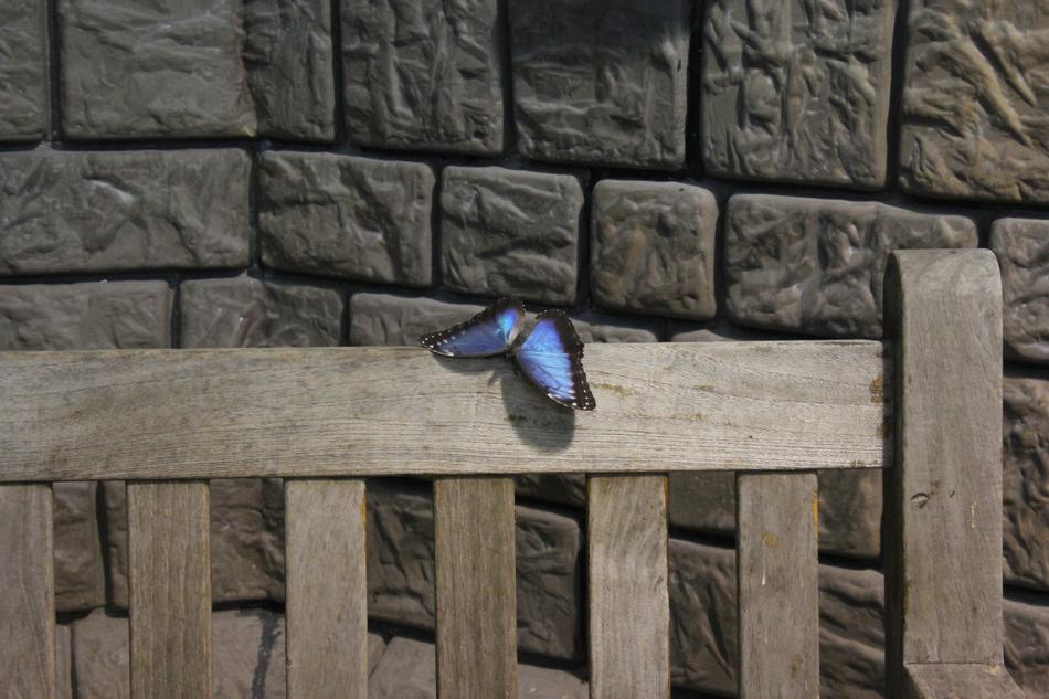 Butterfly on bench