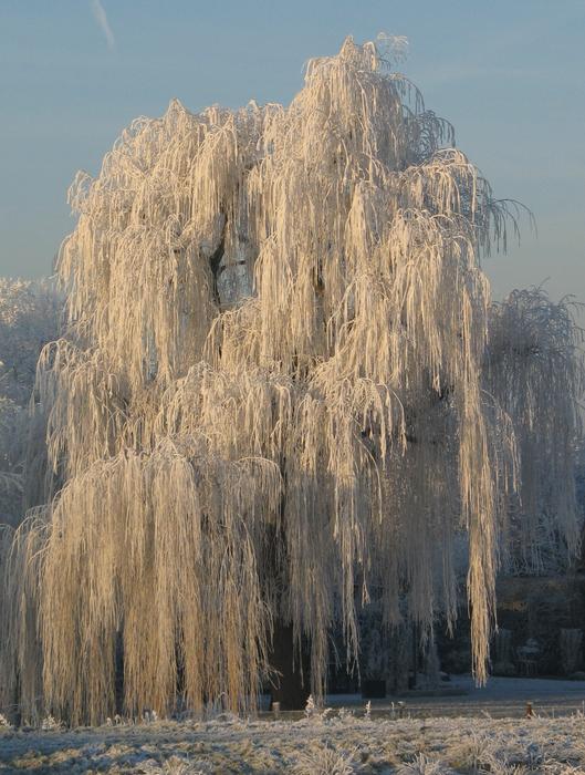 Snow Winter