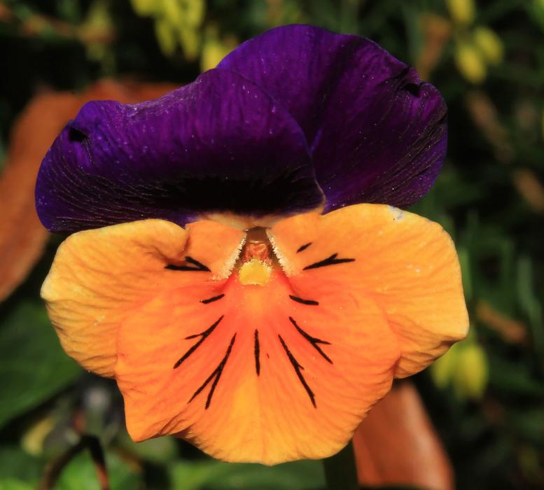 Pansy Flower and green leaves