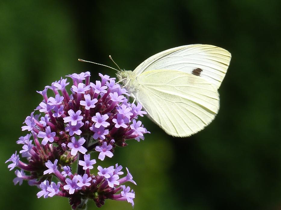 White butterfly on Argentine Vervain close-up on blurred background
