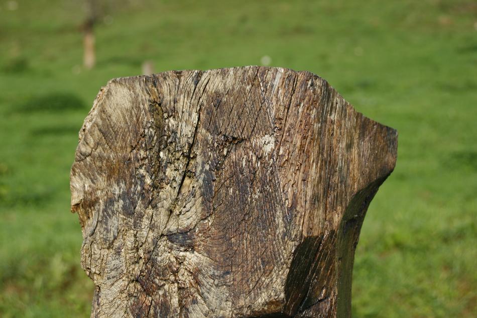 Trunk Old Field
