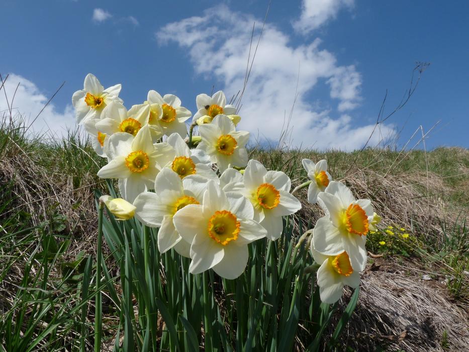 Flowers Spring Margone