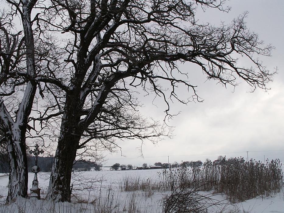 Winter Snow Tree