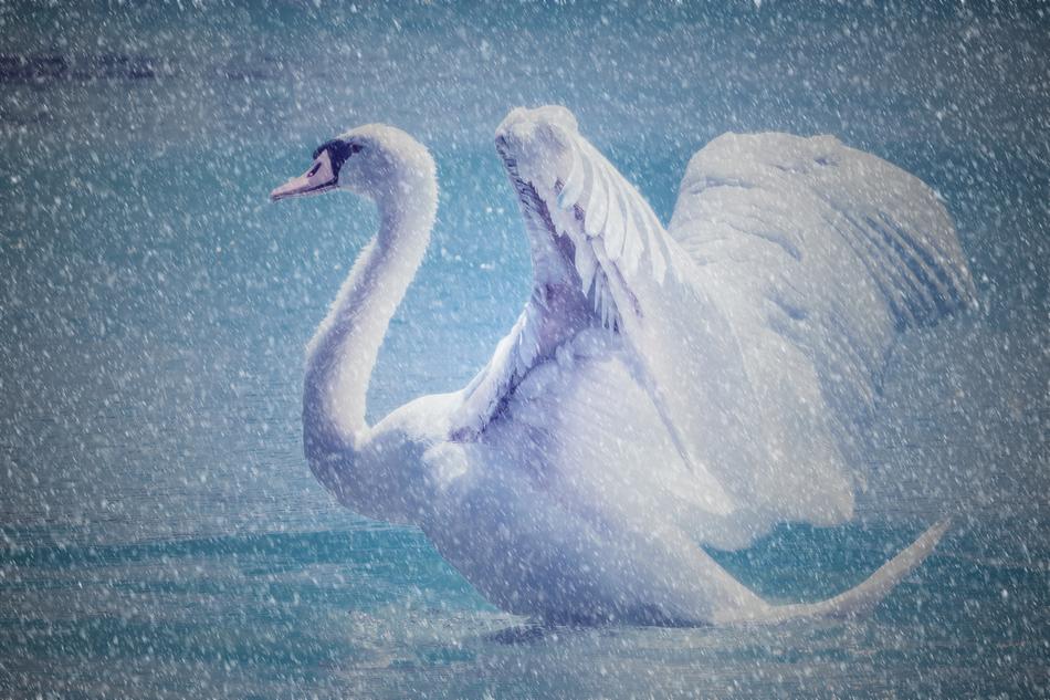 Swan Beautiful Water