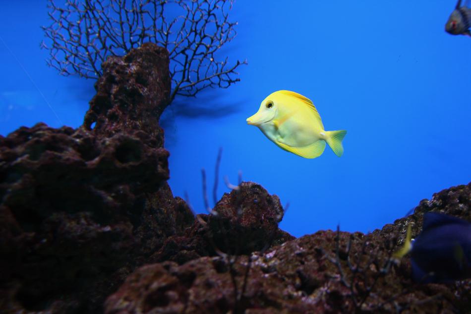 Yellow Tang Fish Saltwater