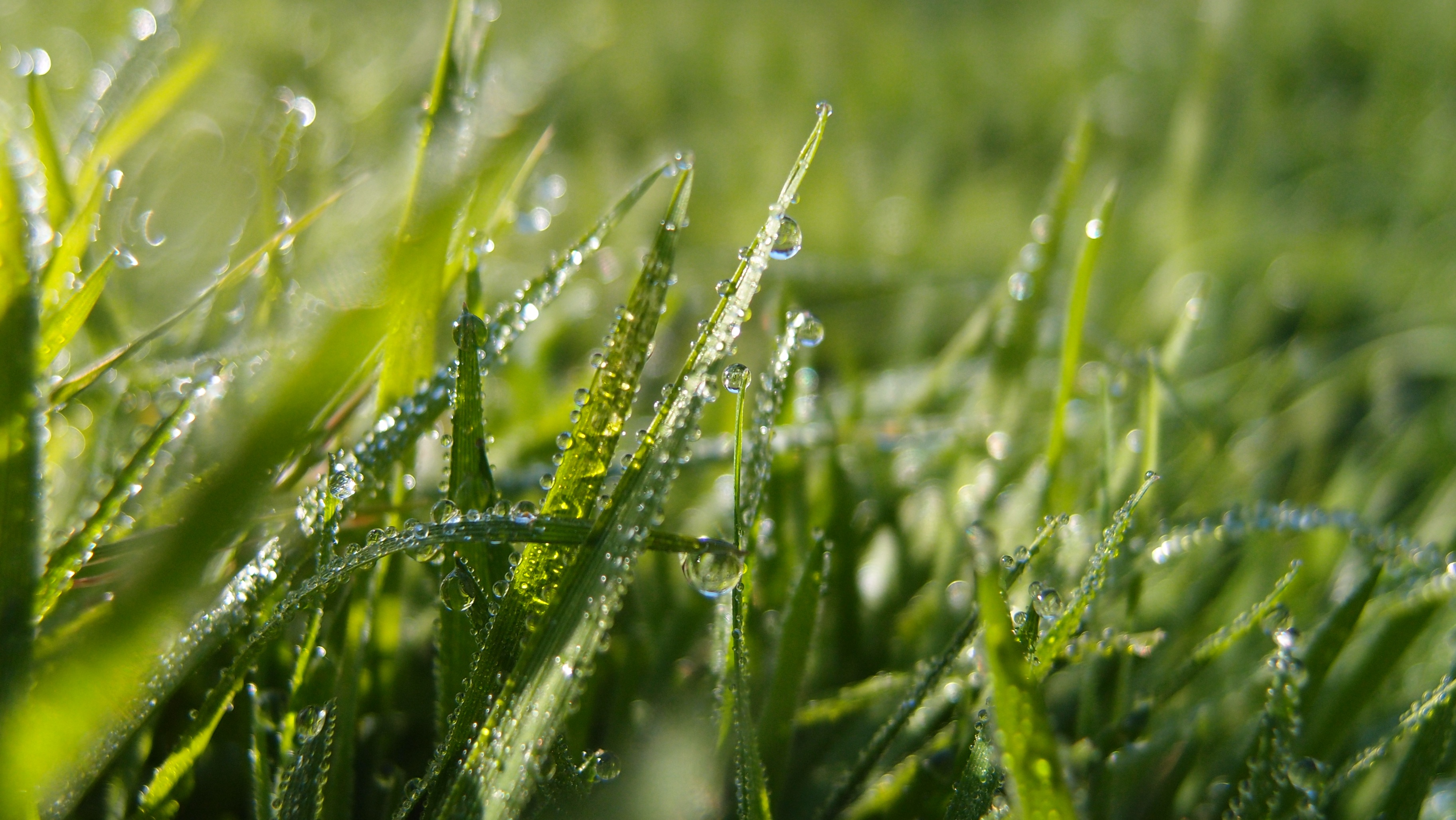 Grass Macro Lawn free image download