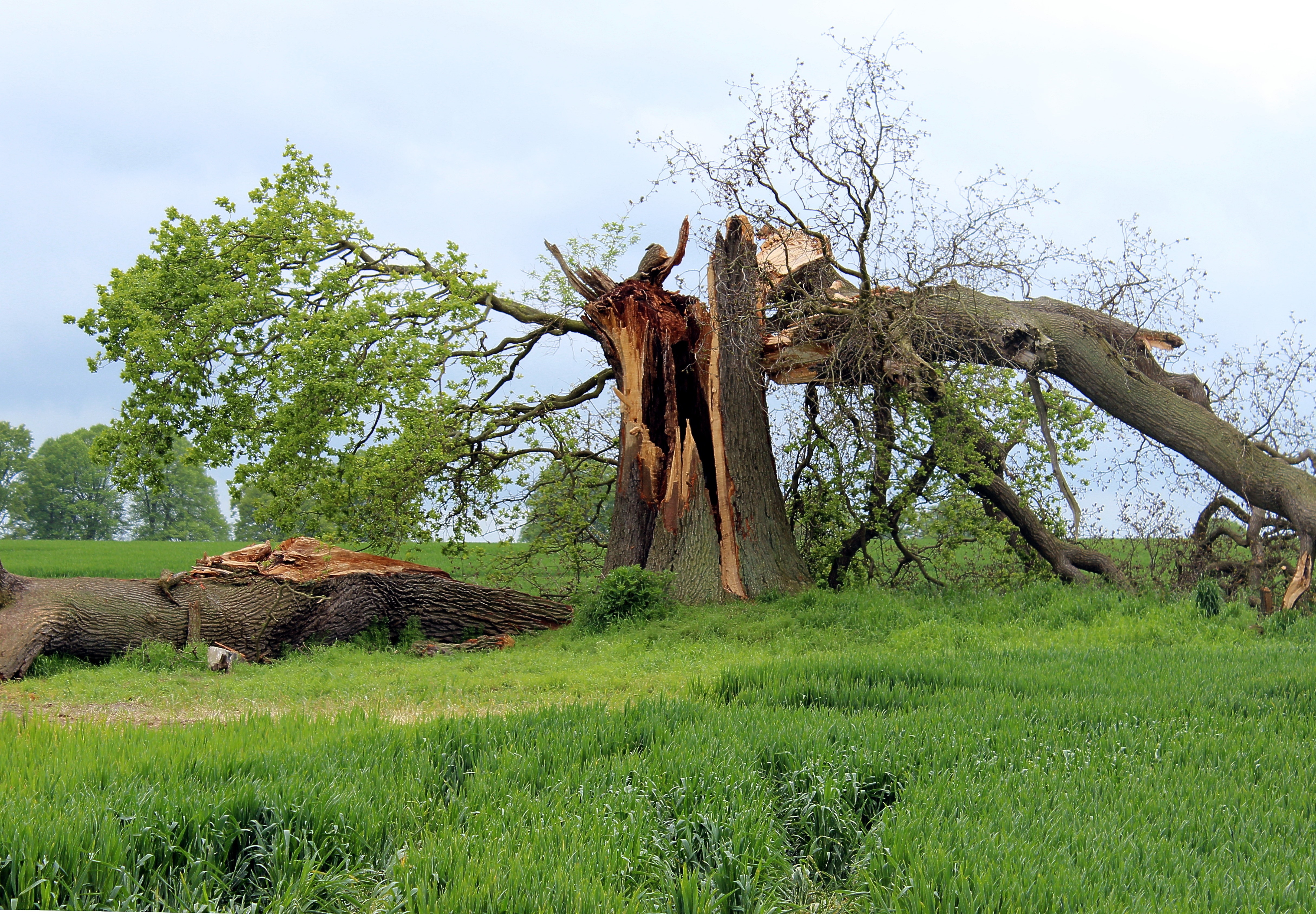 Это был огромный дуб. Поваленное дерево. Сломанное дерево. Старое дерево. Падающее дерево.