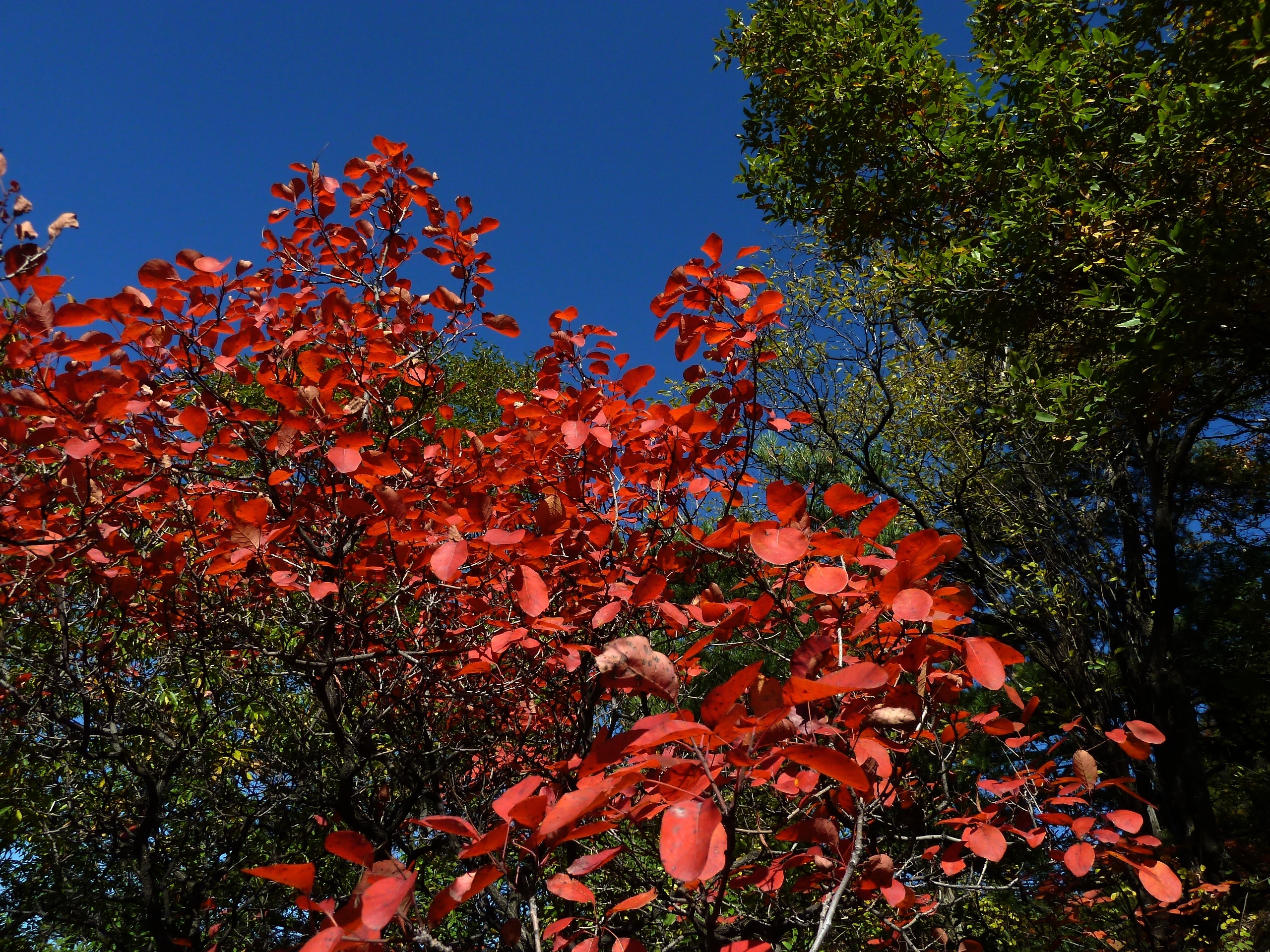 Куст с красными листьями осенью