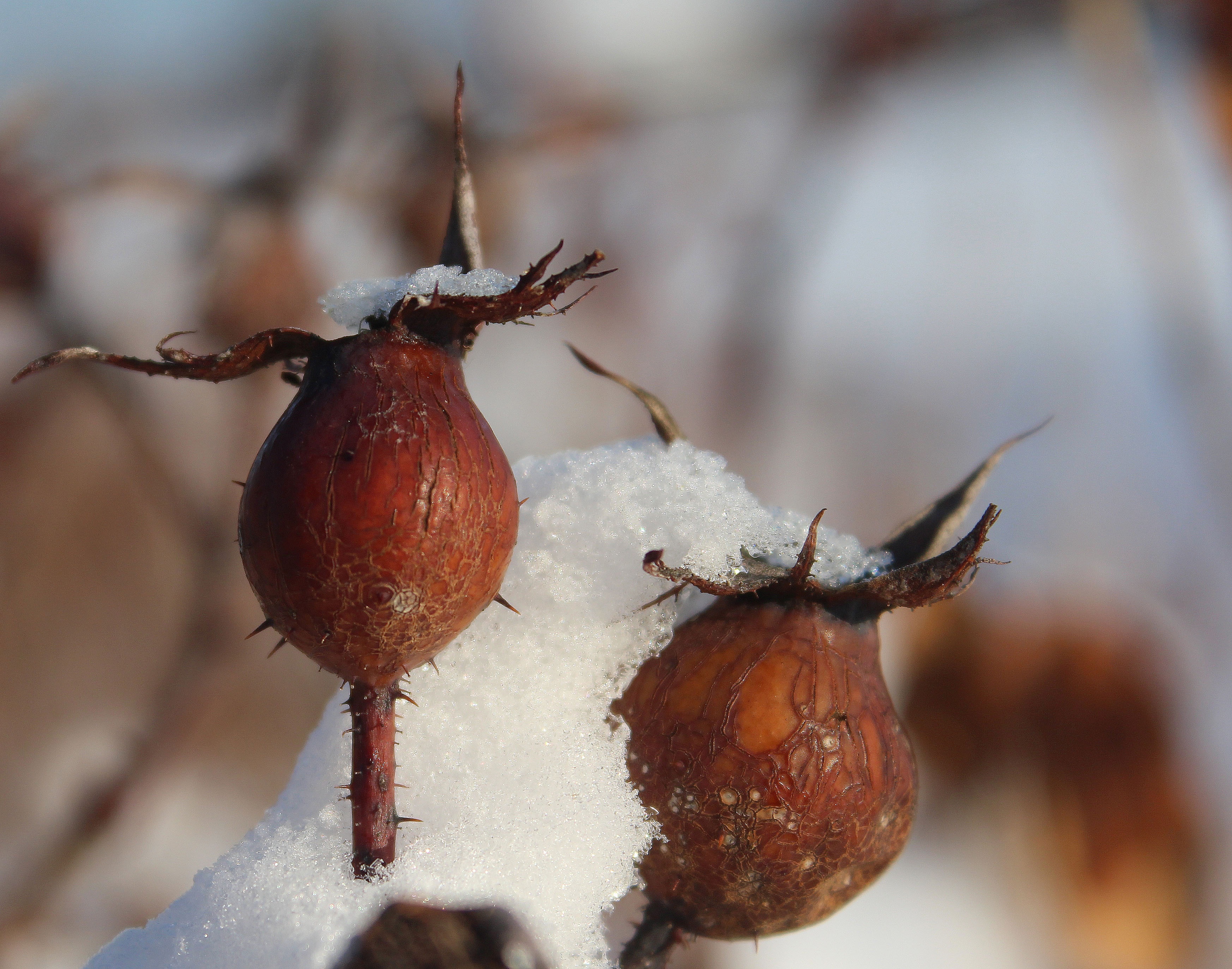 Frozen Buds at Winter free image download