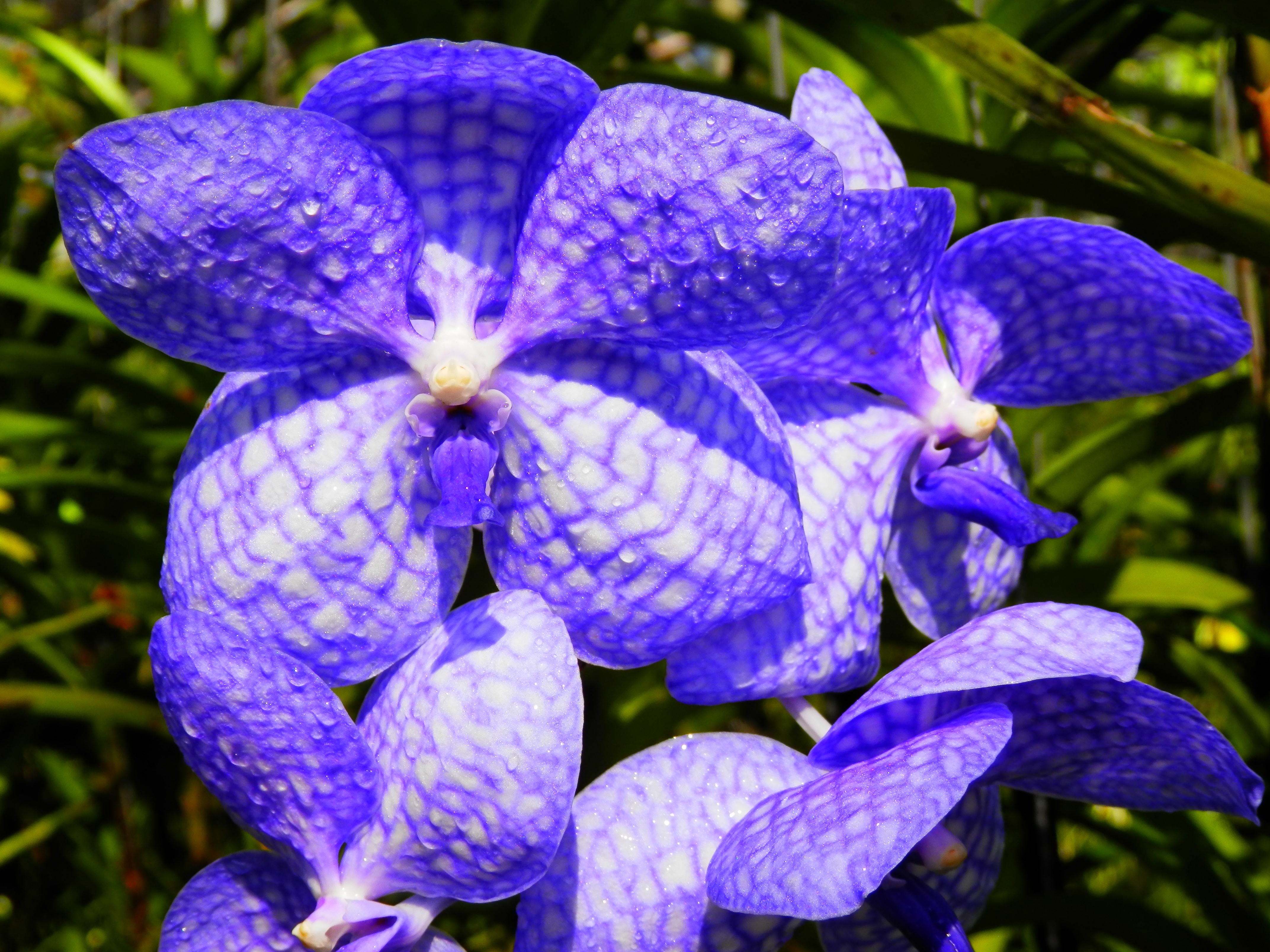 Орхидея торзи Блу фиолетовая