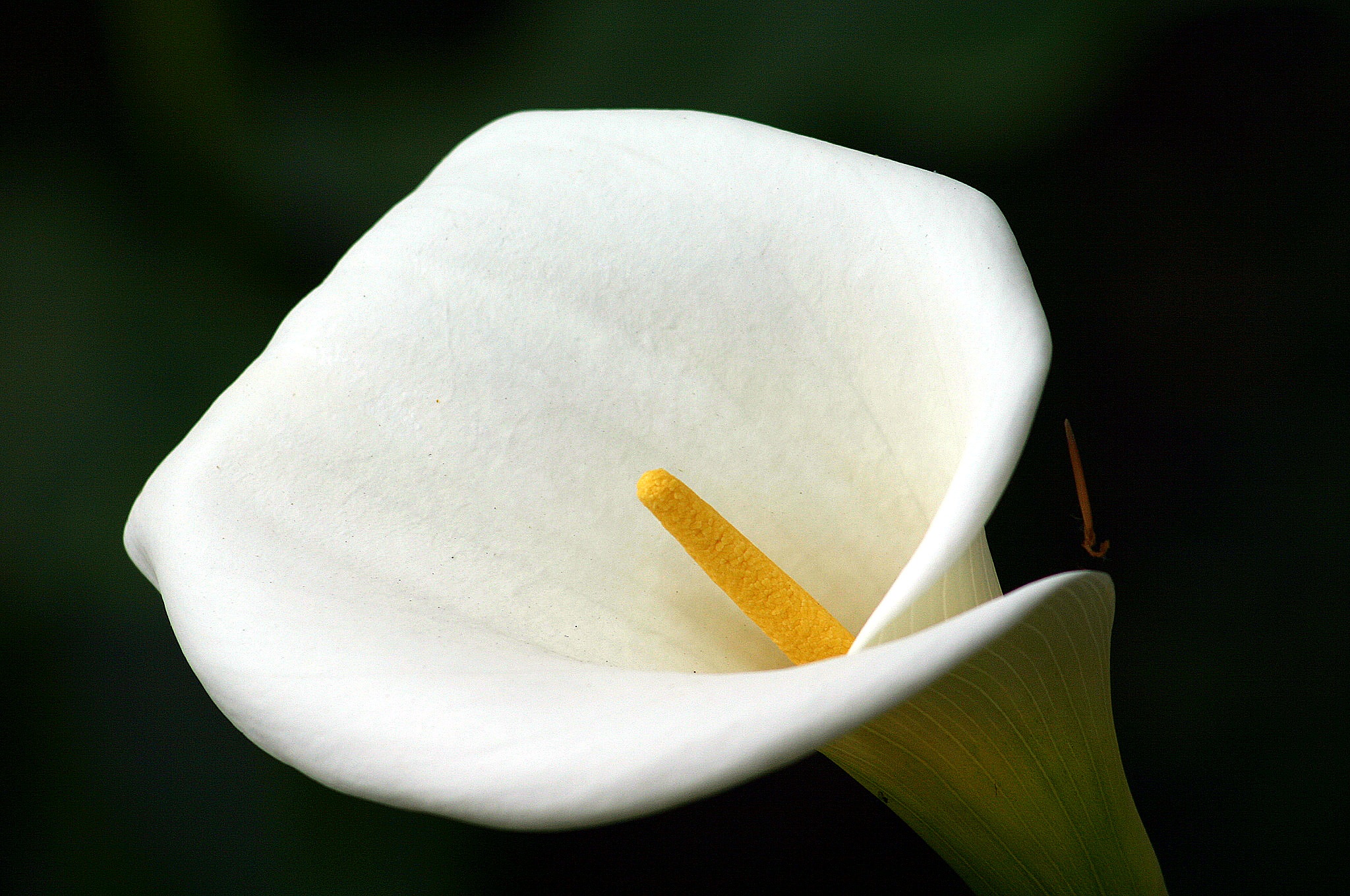 White Madeira Flowers in Portugal free image download