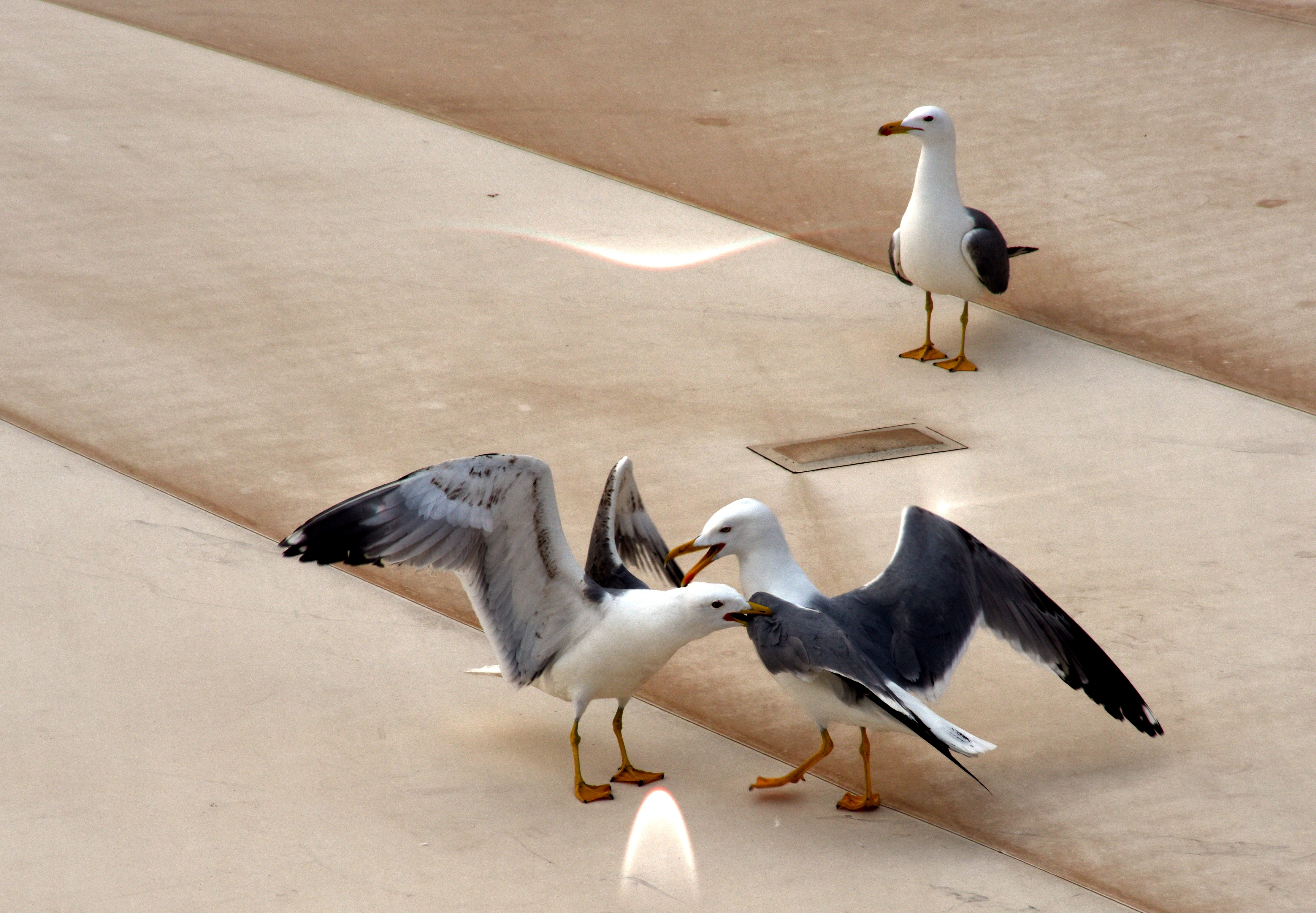 Seagulls Laxative Prank