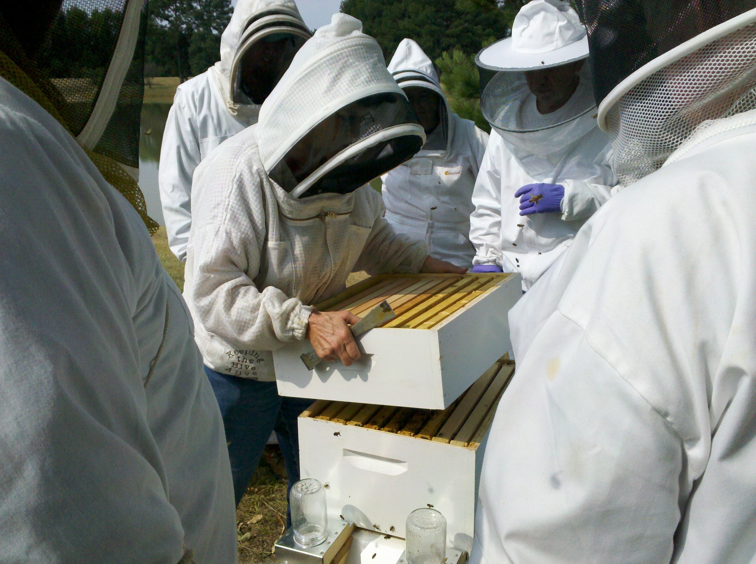 Honey Bee Hive Inspections Free Image Download