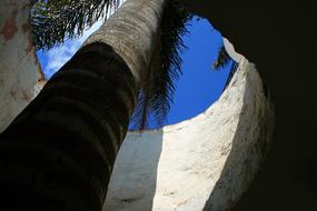 Palm Tree Tall