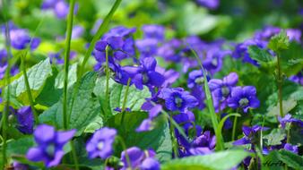 closeup view of Violet Flowers field