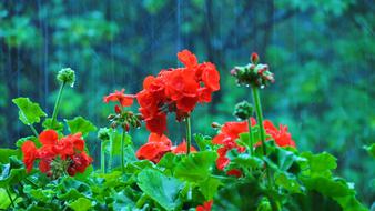 Flower Shower red green