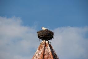 Stork Nest Storchennest