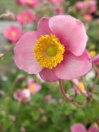 closeup view of Pink cute Flowers