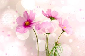 pink flowers on a background with highlights