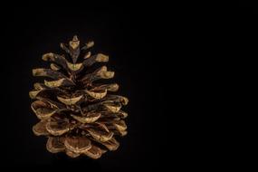 Pine Cone at darkness