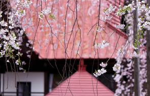 Cherry Blossoms Sahara