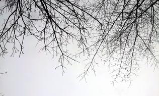 Branch Sky Winter