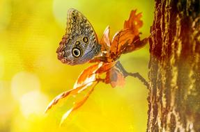 Owl Butterfly on Tree