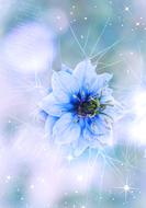 blue flower on background with highlights