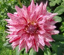 Close-up of the beautiful, pink, purple, red and white Dahlia flower