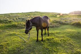 Horse Meadow Black