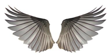 wings feathers angels fantasy fly