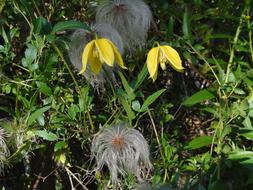 Pagoda Clematis Chiisanensis Close